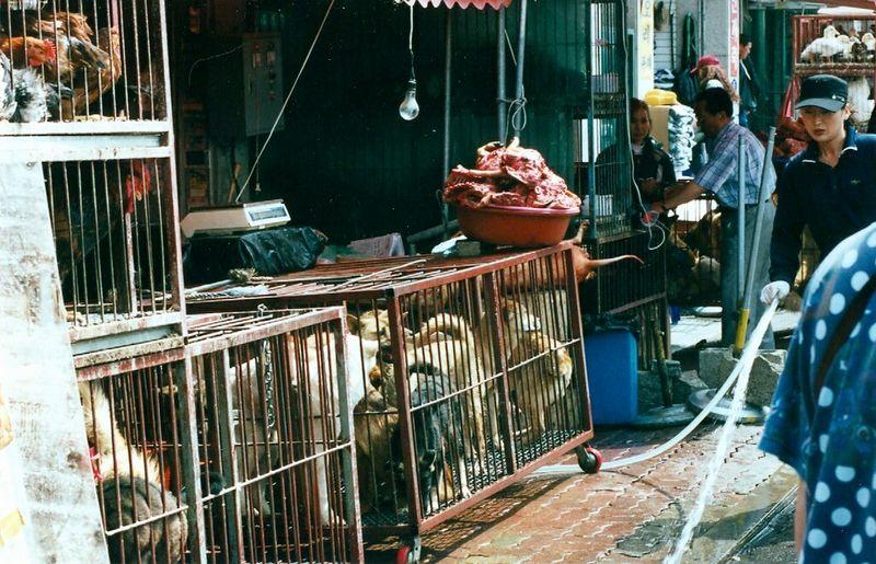 Cani in gabbie sul lato di un mercato di strada.