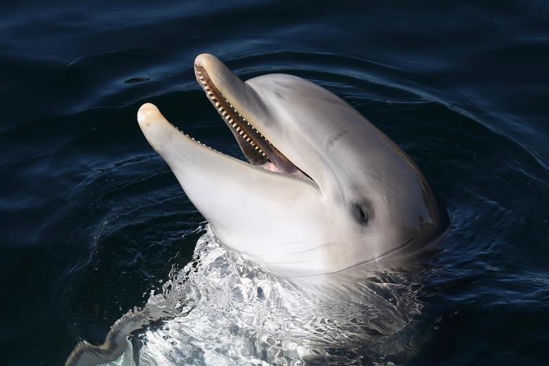 Delfini e lamantini: interazioni complesse e misteriose nel Mar dei Caraibi