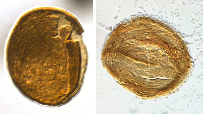 I fossili misteriosi rivelano l’identità segreta degli euglenoidi