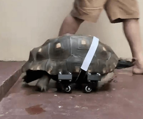 Una tartaruga in Brasile riceve una protesi stampata in 3D per tornare a camminare