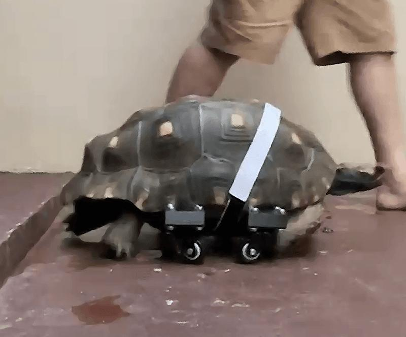 Protesi stampate in 3D per la tartaruga Filo