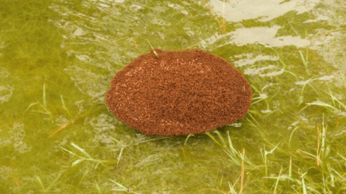 Le formiche di fuoco sopravvivono alle inondazioni grazie alle feromoni