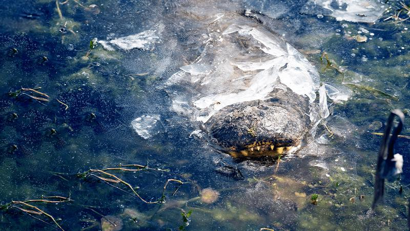 Alligatore congelato con solo i denti anteriori e il naso che spuntano da uno stagno ghiacciato.