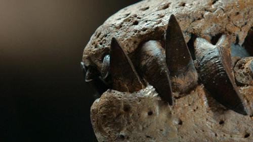 denti di un fossile di cranio di pliosauro