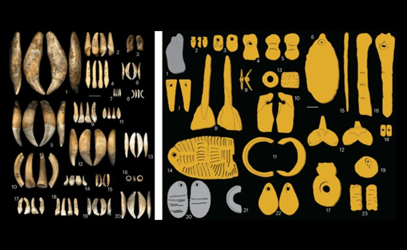 Denti utilizzati come ornamenti identificati nei siti gravettiani (a) provenienti da molti animali e esseri umani (11) e ornamenti sagomati e ossa (b)