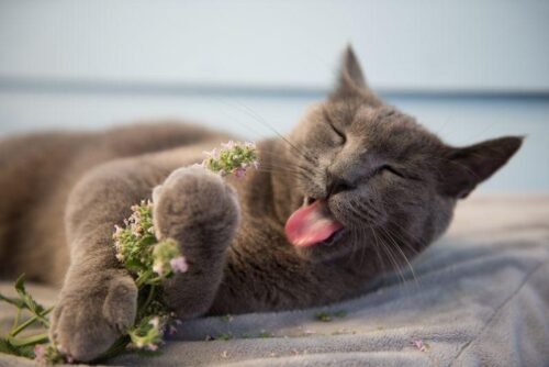 L’erba gatta: una droga per i gatti o un piacere innocuo?