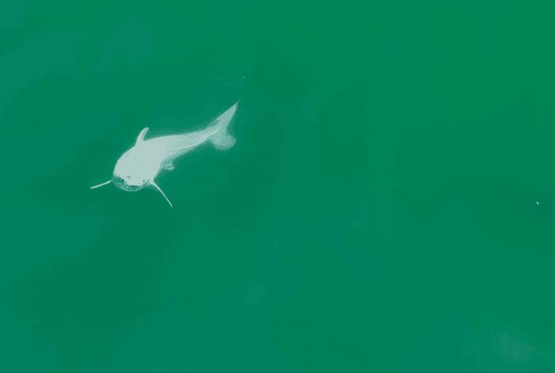 Una delle immagini del drone di un giovane grande squalo bianco, il cui colore e forma suggeriscono che potrebbe essere appena nato.