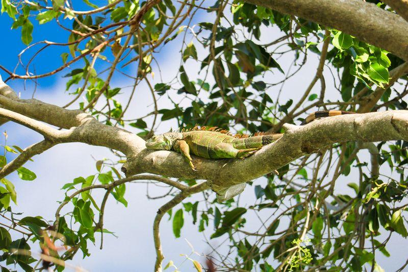 iguana verde che si riposa su un ramo di albero