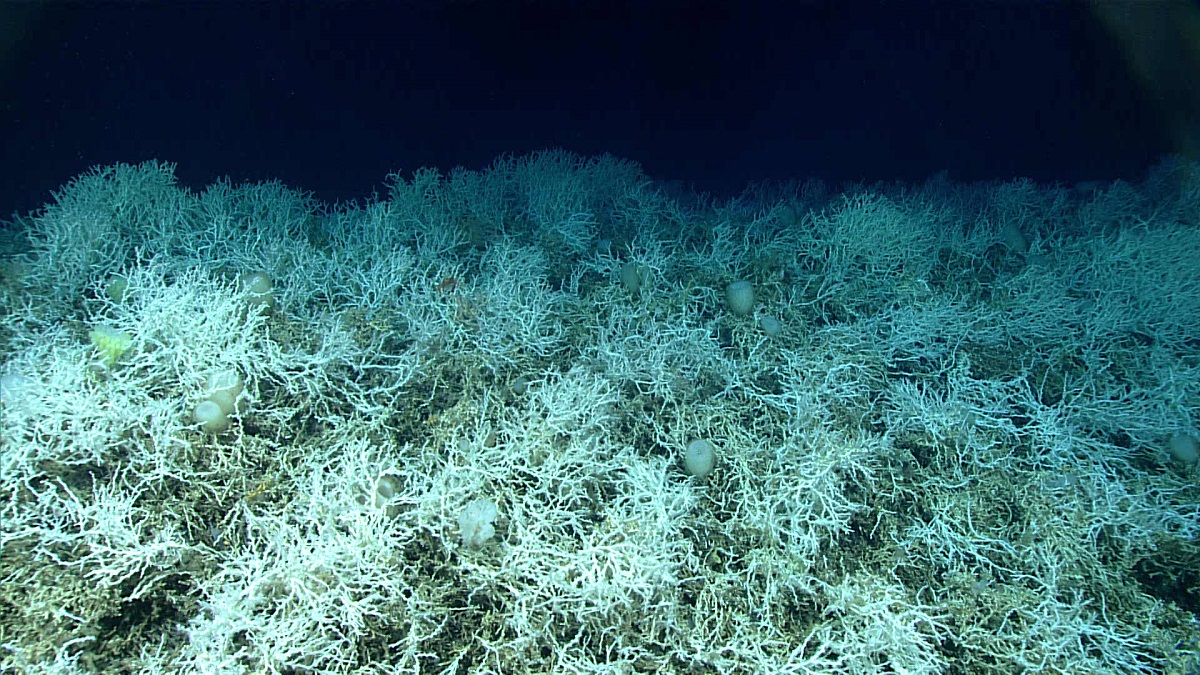 USA: scoperto al largo della costa sud-orientale il più grande habitat di barriera corallina di acque profonde al mondo