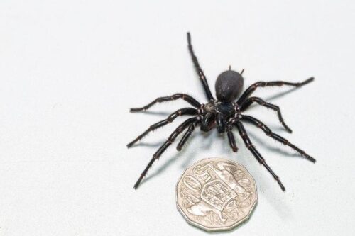 Ercole, il ragno imbuto di Sydney più grande mai trovato