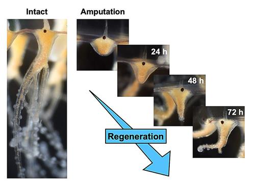 foto che mostrano il processo rigenerativo di Cladonema in 72 ore