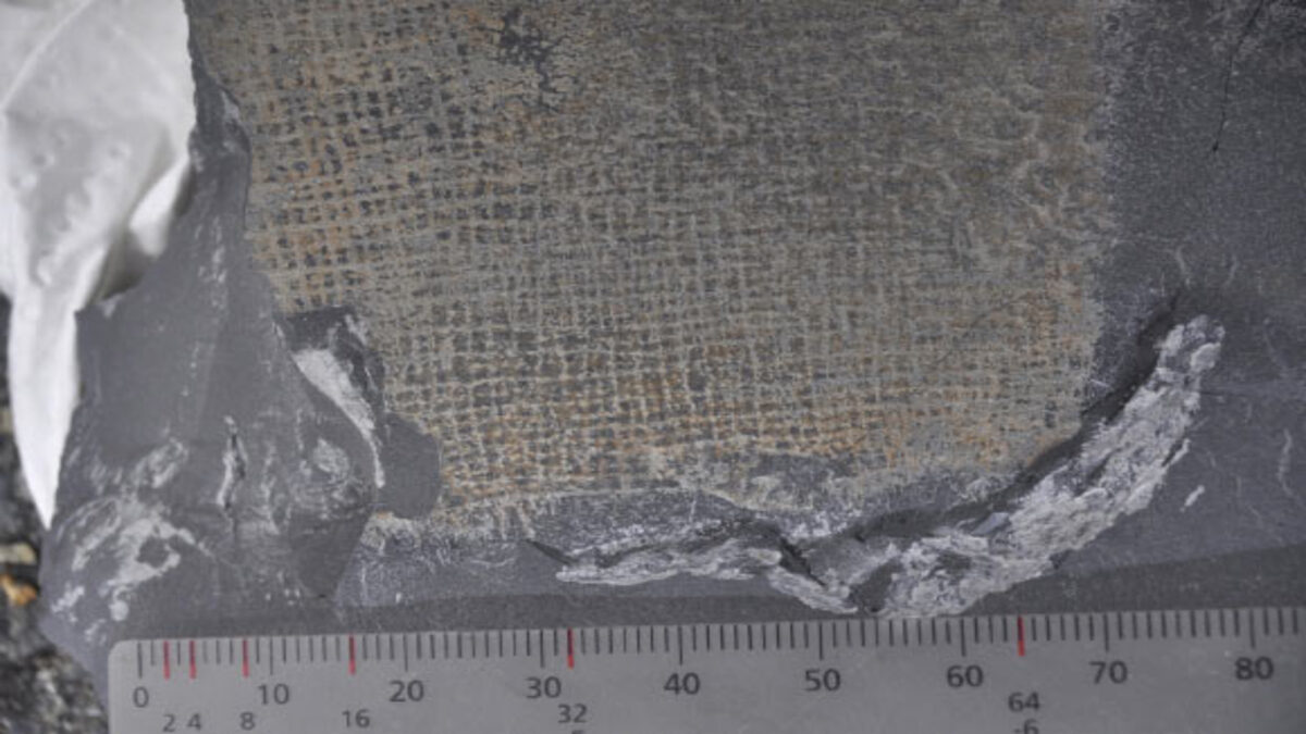 Irlanda: trovato fossile di spugna risalente a 315 milioni di anni fa