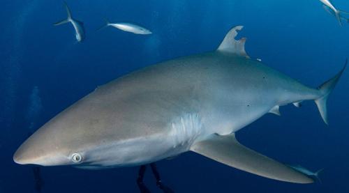 Rigenerazione delle pinne negli squali setosi