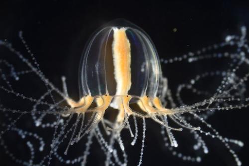 La medusa Cladonemapacificum mostra i suoi tentacoli