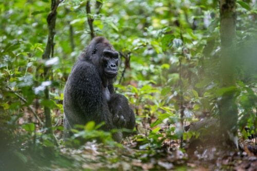 Addio a Kingo: l’icona dei gorilla di pianura occidentali