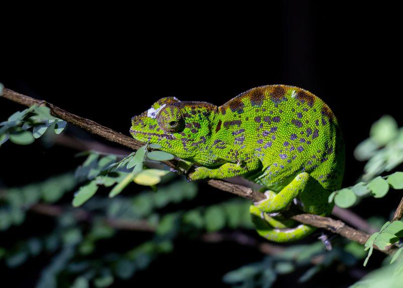 Camaleonte di un vivace verde brillante su un ramo. La pelle presenta una vasta gamma di colori, dal verde brillante al marrone, con chiazze blu iridescenti.