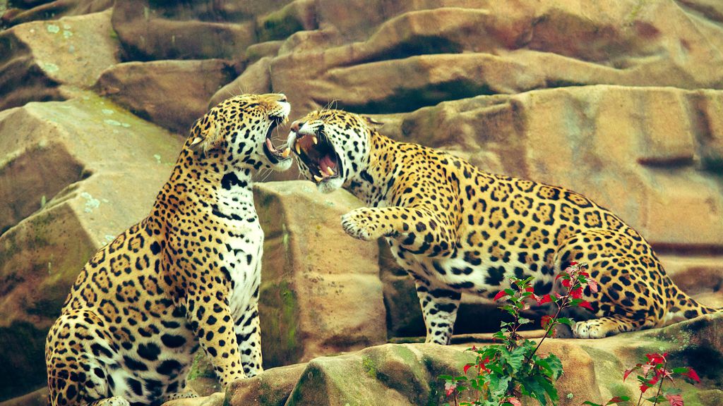 Quali sono le differenze tra giaguaro e leopardo?