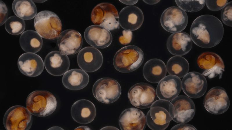 La transizione evolutiva dei molluschi marini verso il parto