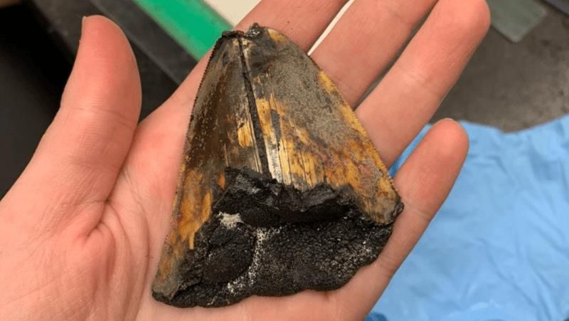 un dente di megalodonte trovato sul fondale marino