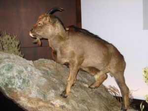 Una ricostruzione di Myotragus balearicus