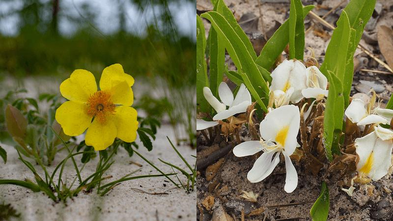 (sinistra) fiore giallo; (destra) fiori bianchi