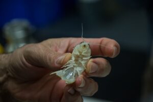 nuova specie di crostaceo