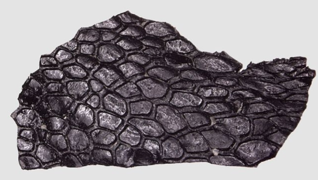 Scoperta la pelle fossile più antica del mondo: ha 290 milioni di anni