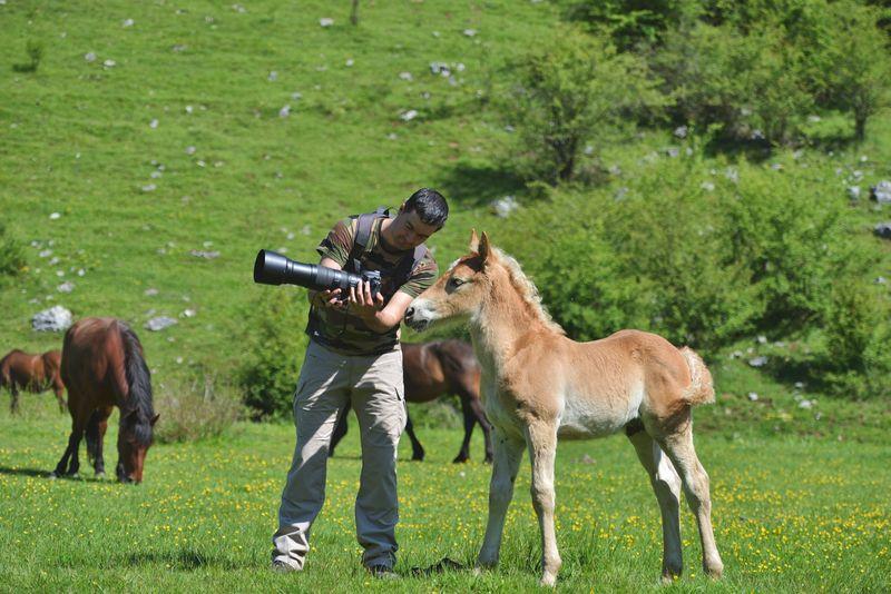Persona che mostra una fotocamera con un obiettivo lungo a un puledro marrone e bianco in un campo verde, due altri cavalli sullo sfondo