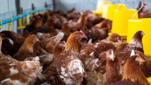 Gli allevamenti di pollame contribuiscono a rendere i batteri più resistenti