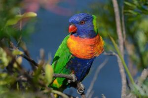 Rainbow lorikeet sat in a tree