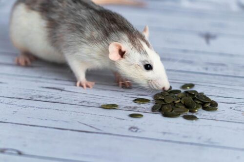 I ratti dimostrano di poter utilizzare la memoria episodica per rispondere a domande inaspettate