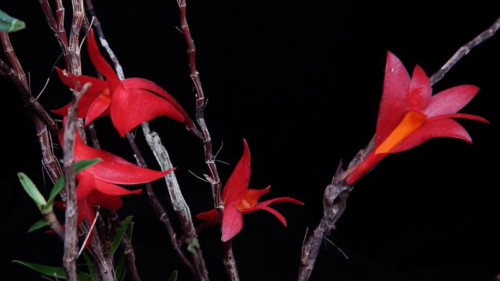 Scoperta di una specie di orchidea blu e una nuova specie rossa in Indonesia