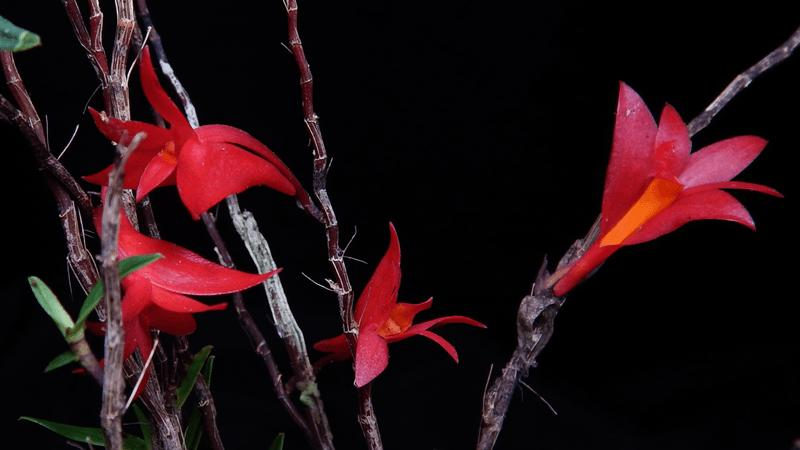 a red orchid called Dendrobium lancilabium