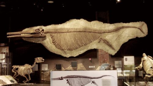 Le 10 più grandi scoperte paleontologiche del 2023