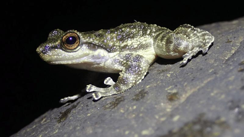 saber-toothed-frog-m-1.png