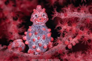 Byron Conroy ha vinto il secondo posto nella categoria Macro per la loro immagine di un cavalluccio marino pigmeo nello Stretto di Lembeh, Indonesia.