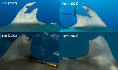 Quattro immagini che mostrano la pinna iniziale dello squalo con la lesione e poi la pinna rigenerata molto migliorata un anno dopo.