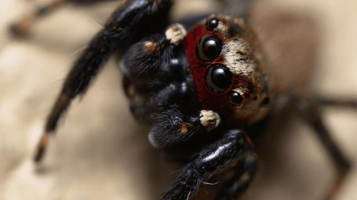 Il ragno saltatore dell’Africa orientale: un vampiro indiretto che combatte le zanzare