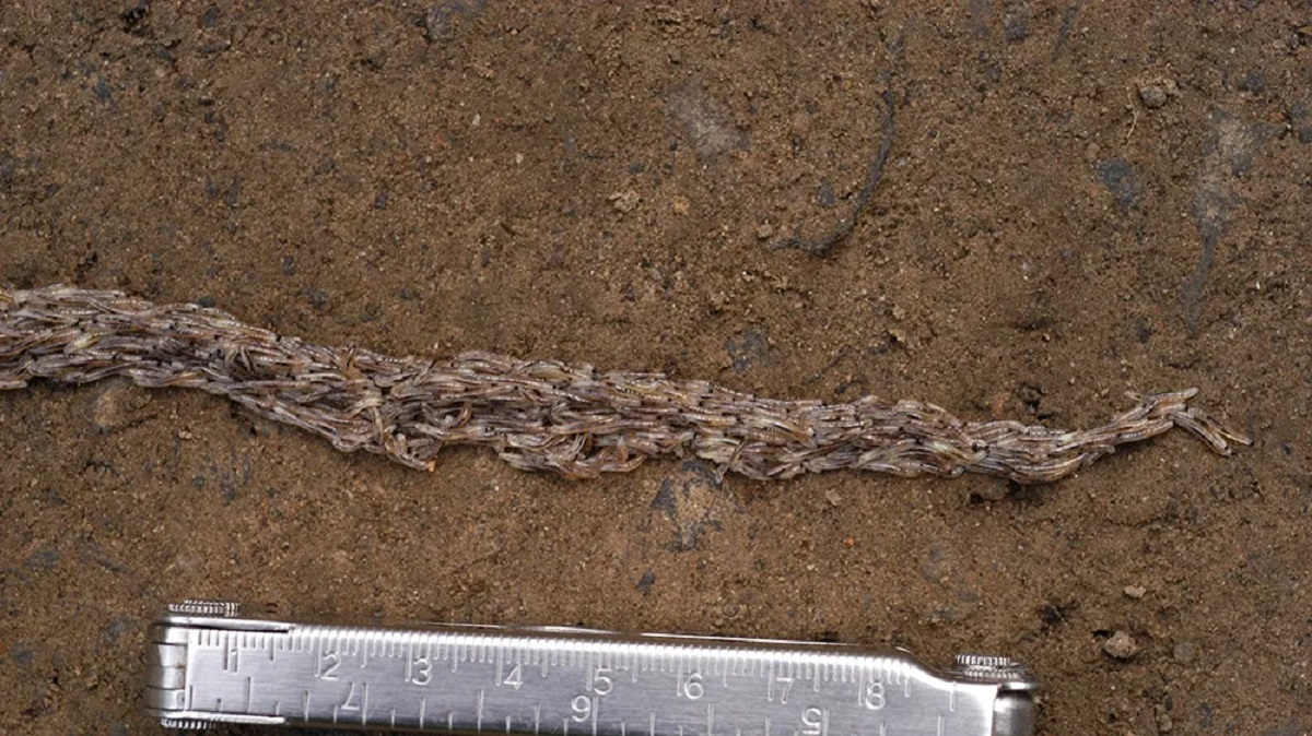Alaska: scoperto un misterioso verme-serpente nuovo per la scienza