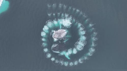 Balene megattere creano una rete di bolle perfetta in Antartide