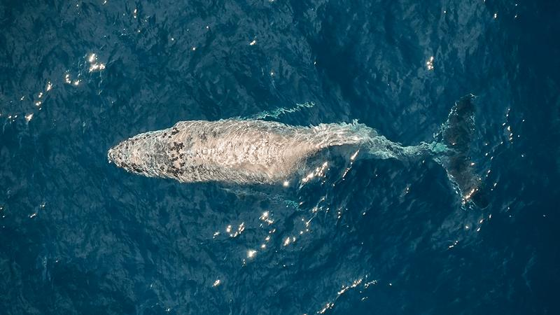 Ripresa con drone di una balena gobba con la schiena rotta che nuota in superficie del mare.