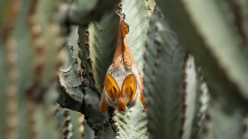Il pipistrello alato giallo: una specie vibrante e ingannevole