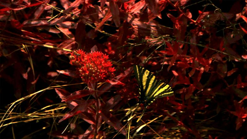 Farfalla a strisce gialle e nere su piante rosse. I colori sono falsi per riflettere la visione di un'ape.