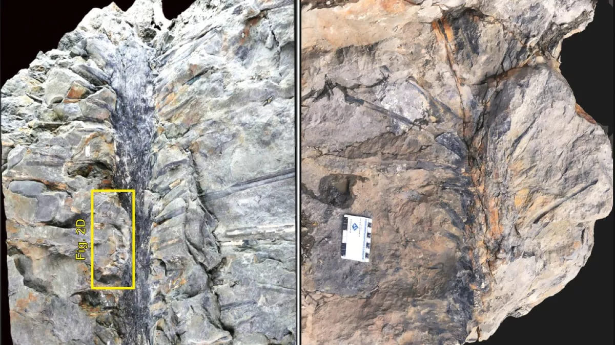 Scoperto fossile di albero assolutamente unico di 350 milioni di anni fa