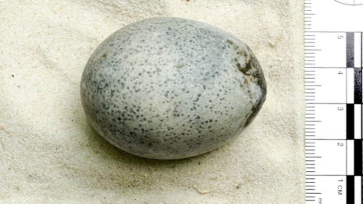 Uovo di gallina intatto di epoca romana scoperto in Inghilterra