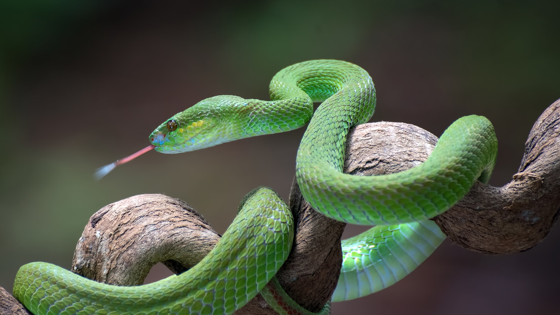 Inventato un antidoto universale contro il veleno dei serpenti più pericolosi al mondo