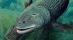 Trovato fossile di pesce che respirava aria di 380 milioni di anni fa in Australia