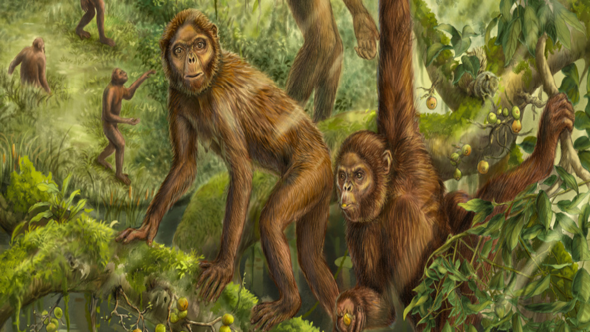 Orecchio di scimmia di 6milioni di anni svela segreti dell’evoluzione umana