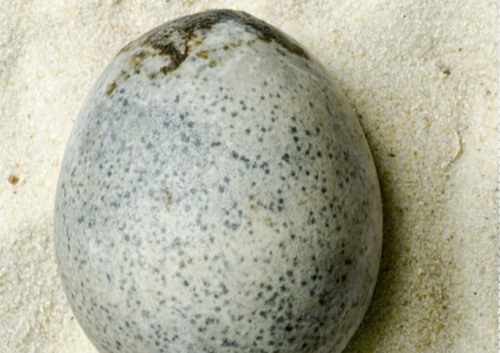 Inghilterra: scoperto uovo di 1700 anni fa ancora intatto