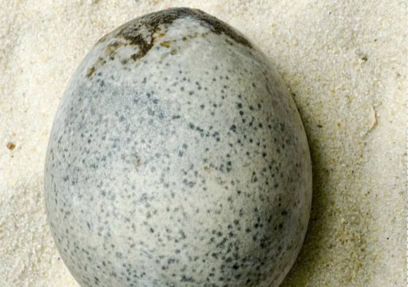 Inghilterra: scoperto uovo di 1700 anni fa ancora intatto